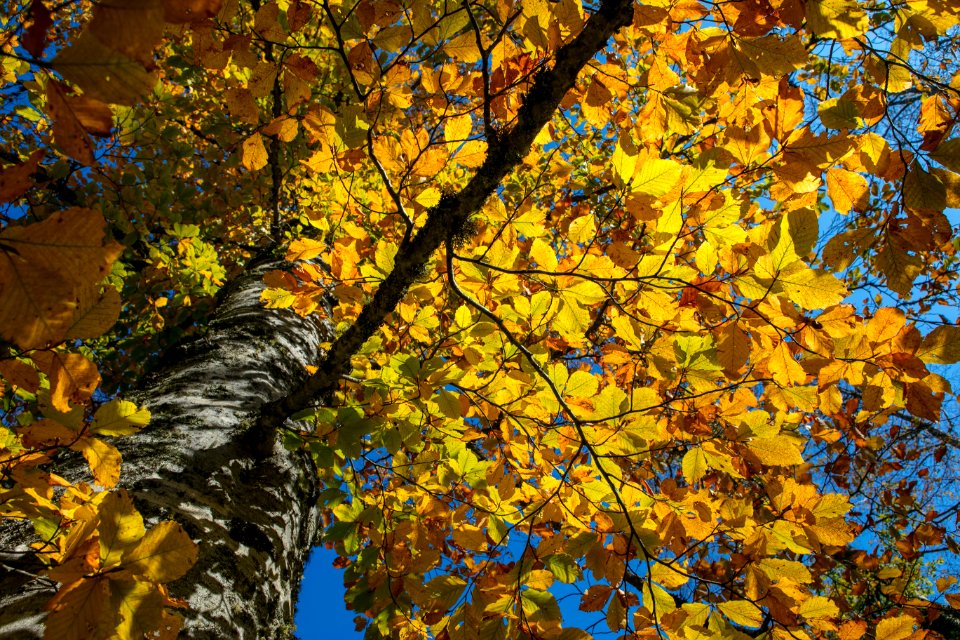 Leaf, Tree