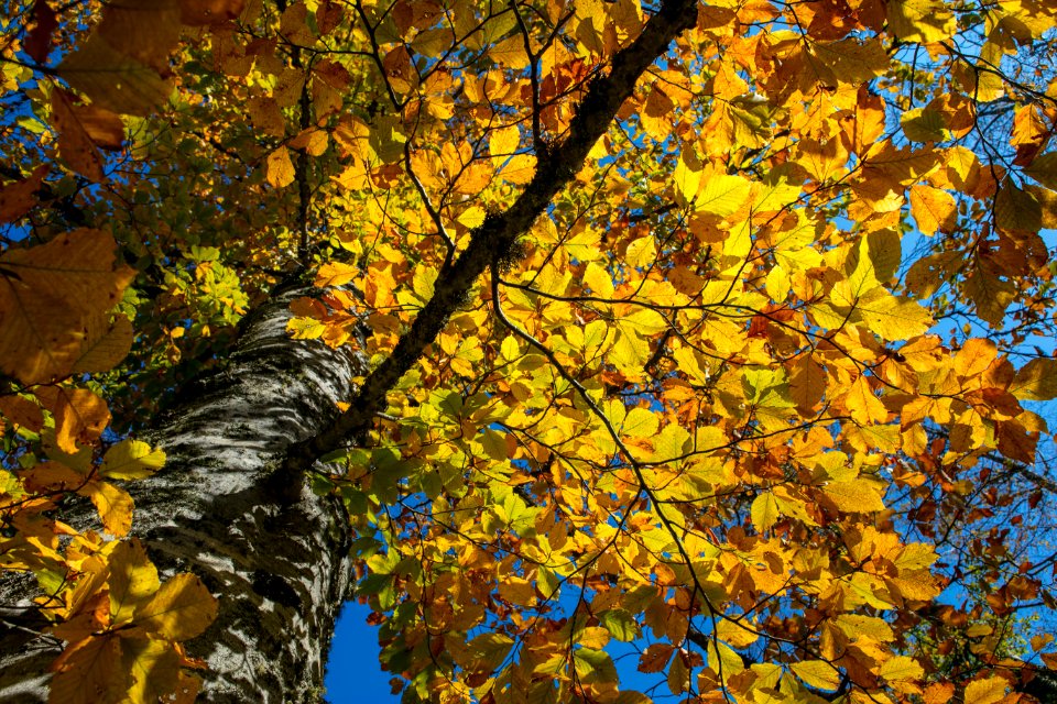 Leaf, Tree photo