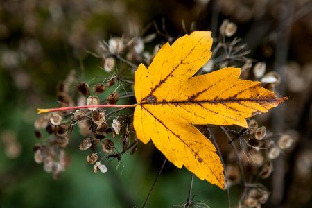 maple leaf