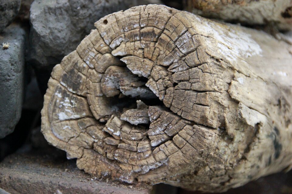 Crack deadwood trees
