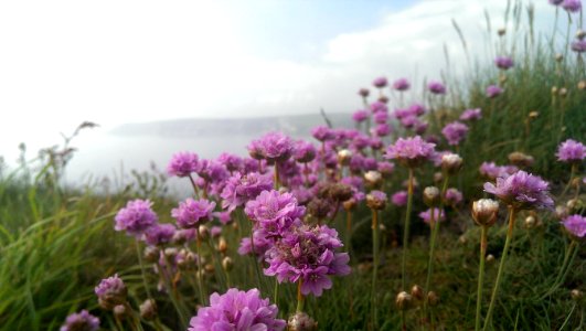 Macro, Seaside, Purple