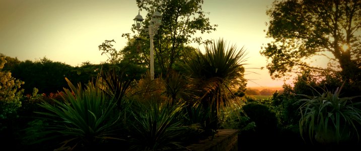 Green, Garden, Sunset