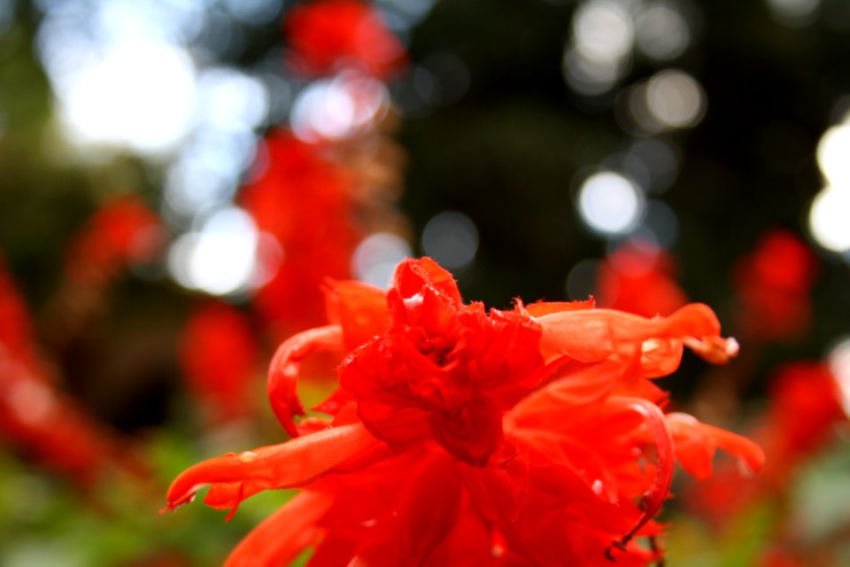 Nature, Flower
