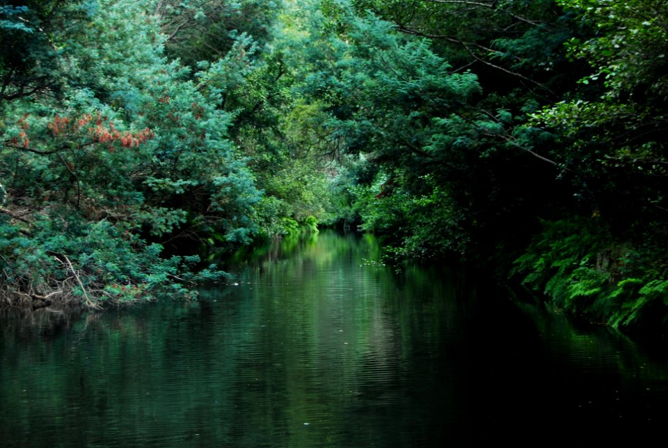 Nature, Green, Outdoors