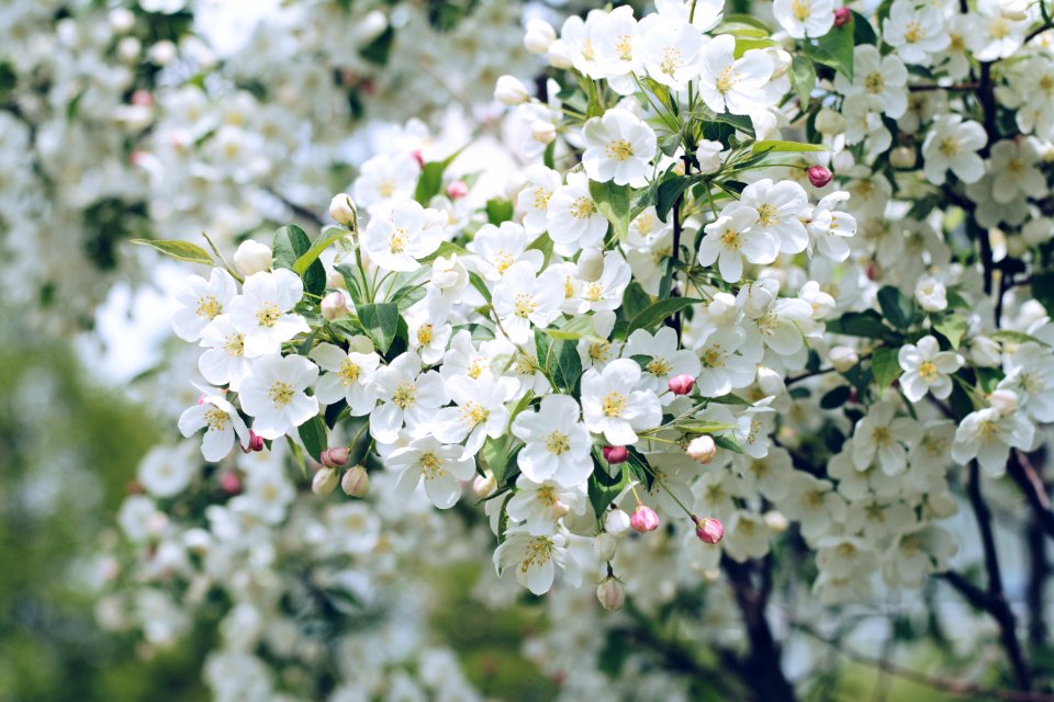 closeup photo of white petaled flowers