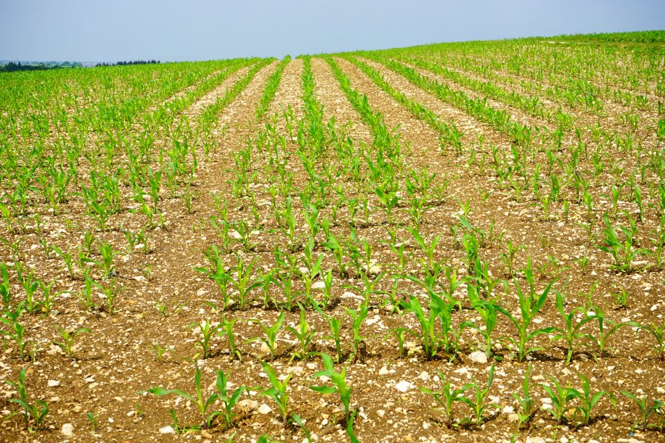 Arable young plants fresh