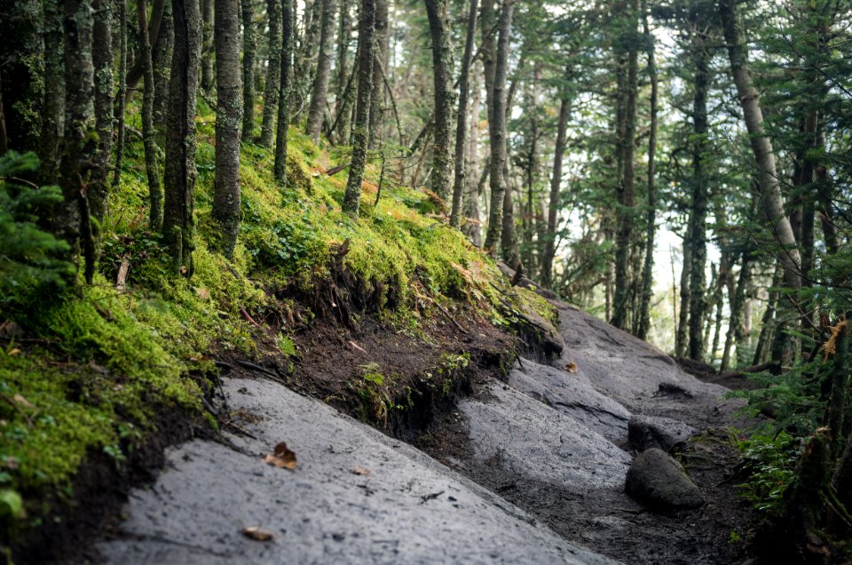 Giant mountain, United states, Trees