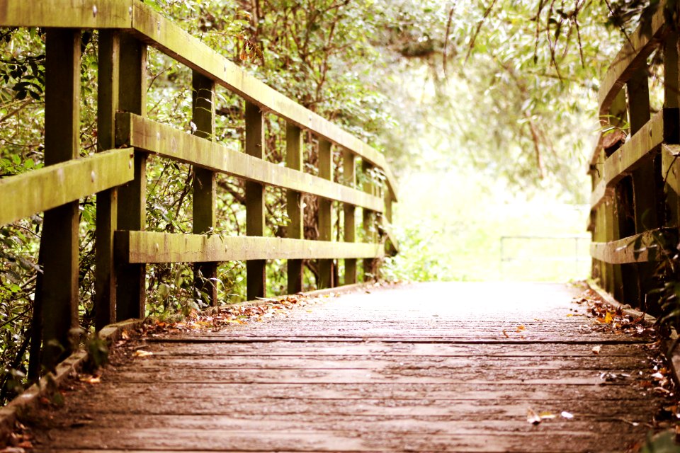 Nature, Bridge, Tree