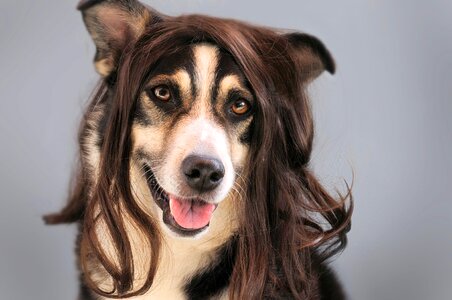 Hairstylist animal pet