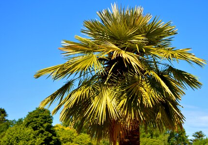 Palm tree sky summer photo