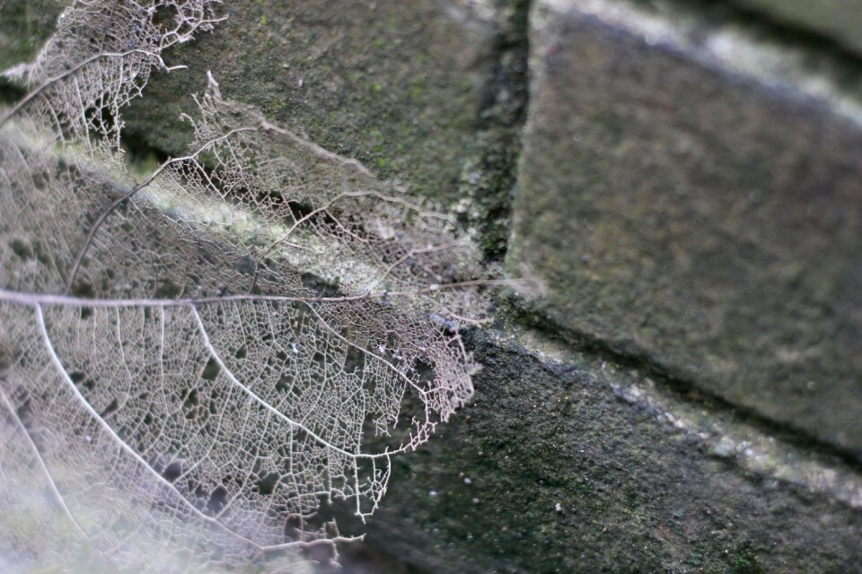 Brick wall vein leaf