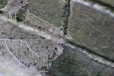 Brick wall vein leaf photo