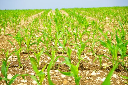 Arable young plants fresh