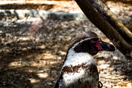 Penguin, Valencia, Spain