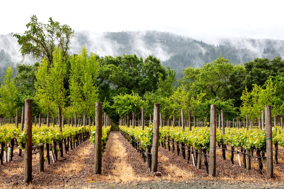 Travel, California, Napa valley