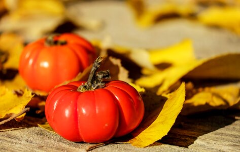 Ornamental tomatoes unfit for human consumption tomato plant