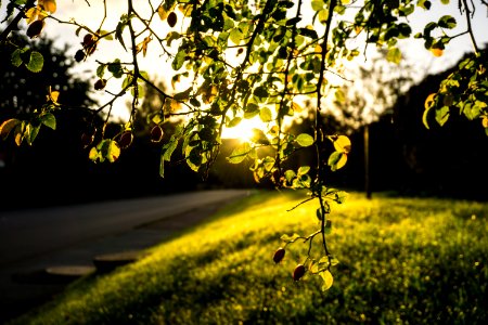 Sweden, Gothenburg, Earlybird