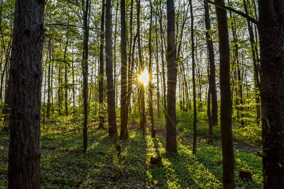 Green sunrise walk