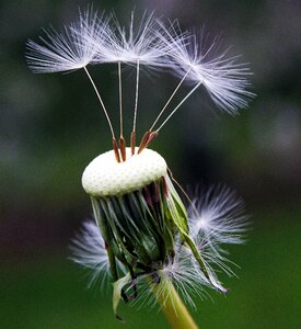 Spring flower dandelion seeds