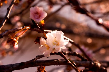 Himeji, Japan, Himeji castle museum park photo