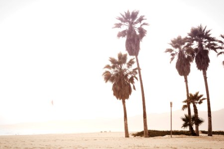 palm trees during daytime photo