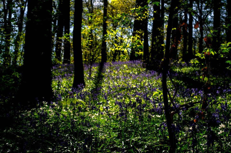 Flower, Spring, Forest photo