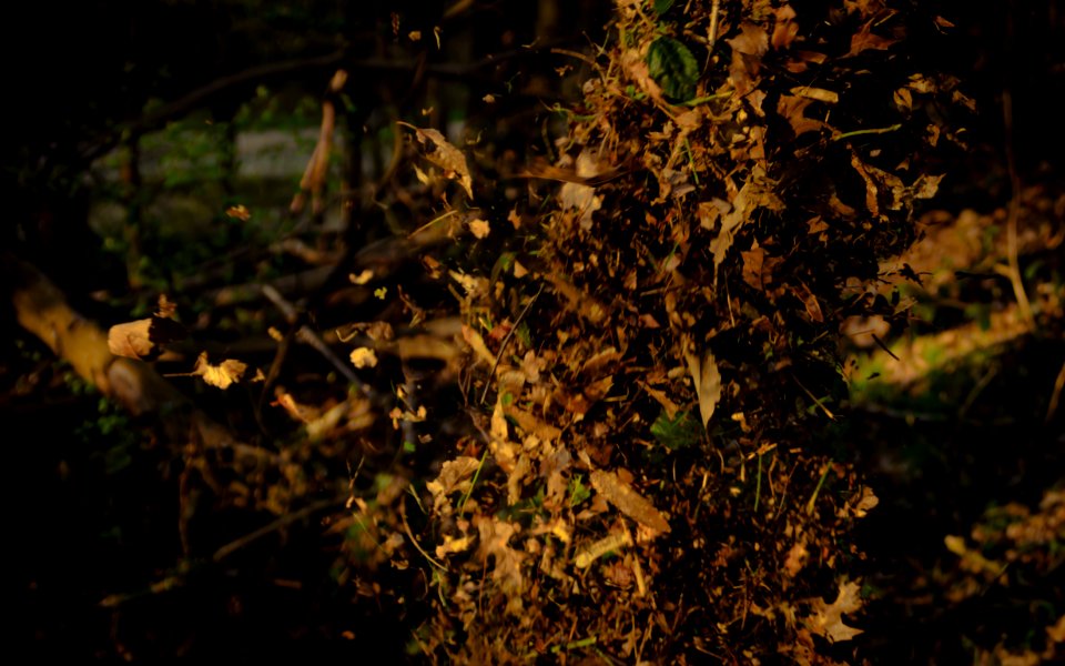 Tree, Leaves