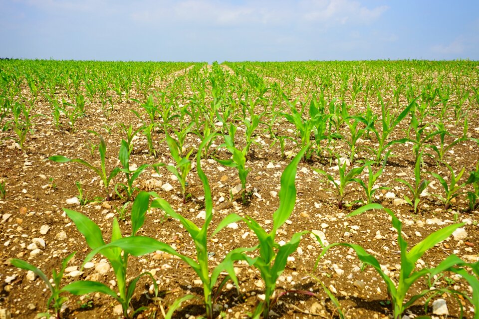 Arable young plants fresh