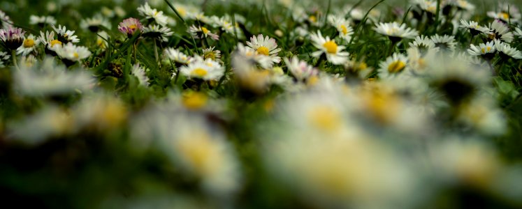 Park, Flower