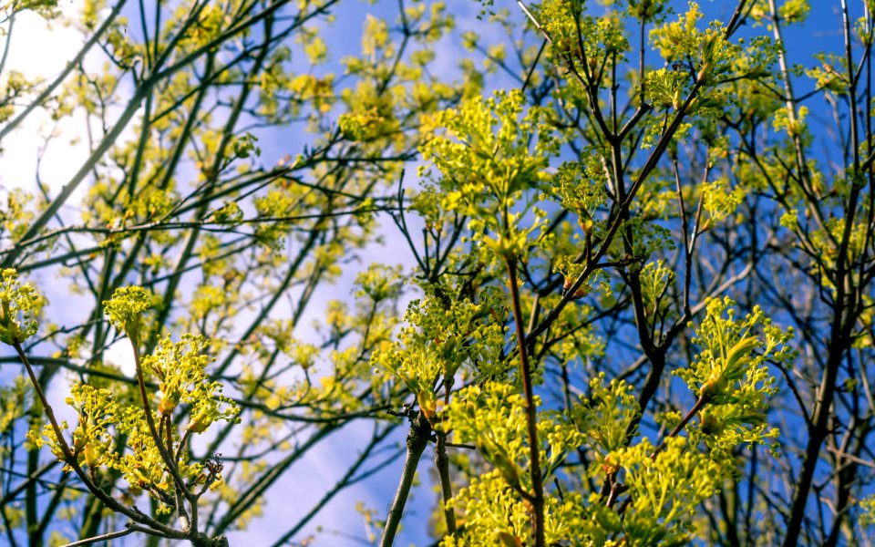 Tree, Flower