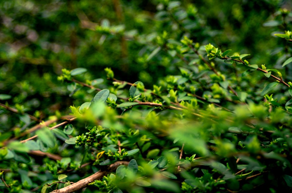 Tree, Plant