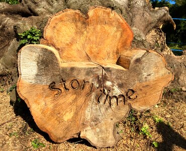 Storytelling tree seat photo