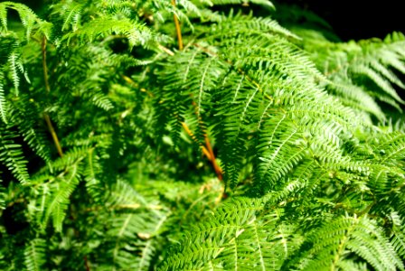 fern plant photo