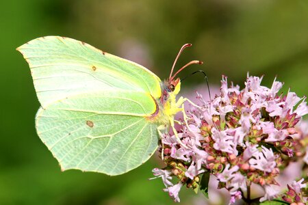 Butterfly gonepteryx rhamni nature photo