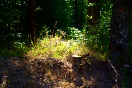 Hennezel, Forest, Light