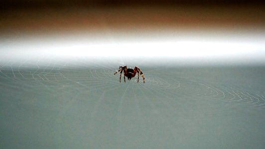 Spider, Wavre, Belgium