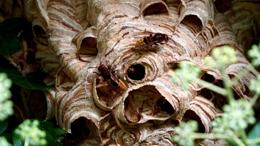 Nest, Wavre, Belgium