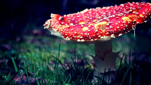 Mushroom, Wavre, Belgium