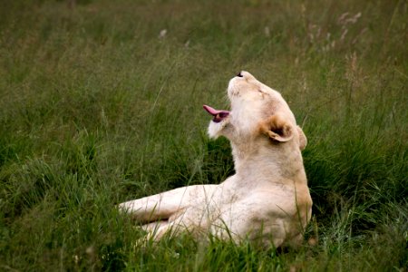 brown lioness lying on green grass photo