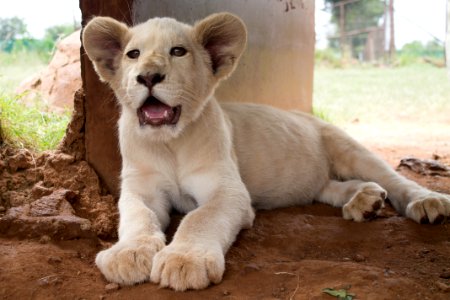 South africa, Lion photo