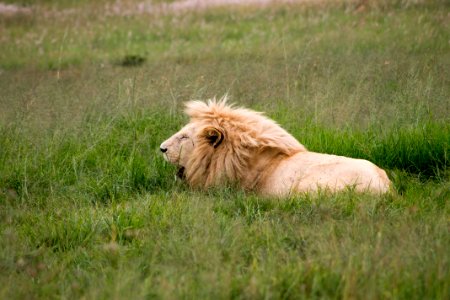 brown lion lying on green grass photo