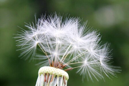 Spring flower dandelion seeds