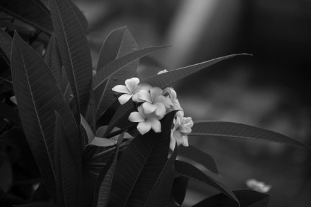 grayscale photography of 5-petal flowers photo