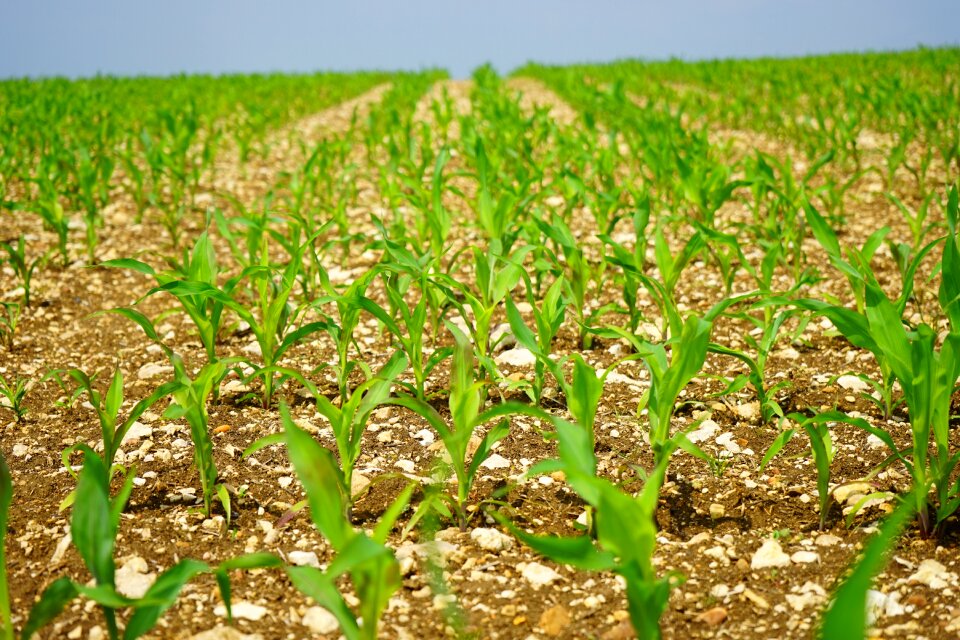 Arable young plants fresh