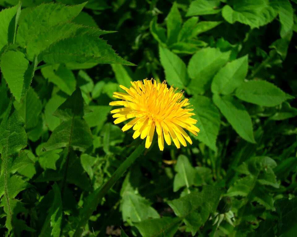 Bloom flower plant