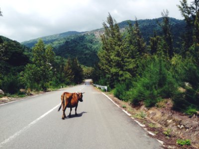 cow walking in the middle of road between trees leading to mountain photo