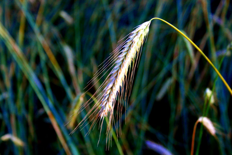 Offenbach, Germany, Grass