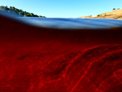 underwater photography of