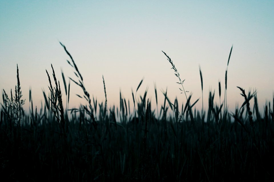 Nature, Scape, Sunset
