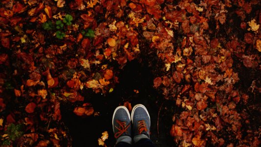 Colorsofautumn, Nature, Autumn